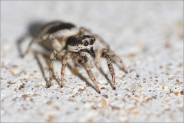 <p>SKÁKAVKA PRUHOVANÁ (Salticus scenicus) Šluknovsko - Knížecí ---- /Zebra spider -
Zebraspringspinne/</p>